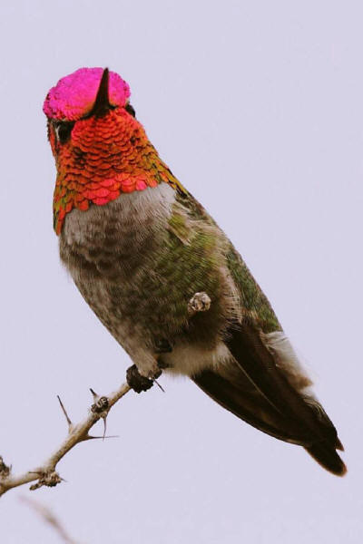 Anna's Hummingbird with his helmet a blaze