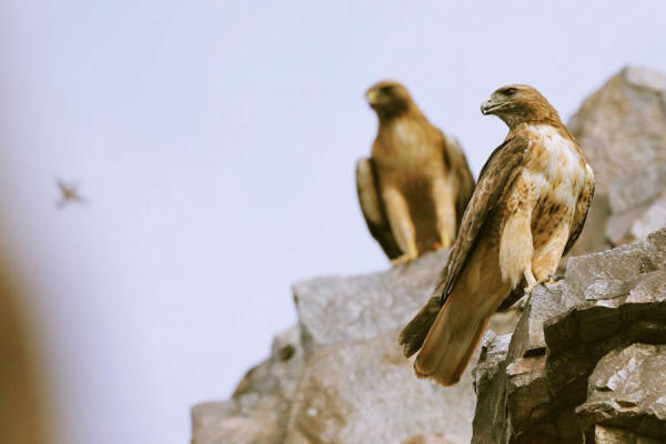 Red-tailed hawk pair being harassed by a hummingbird